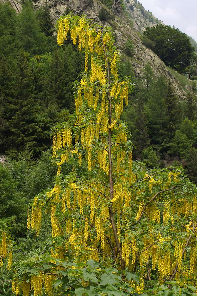 Laburnum alpinum/Maggiociondolo di montagna